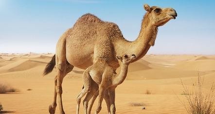 pregnant traveler enjoying desert safari in Dubai with camels and playing in sand and also enjoying BBQ in desert with belly dance and other entertainment on pregnant traveler desert safari in Dubai